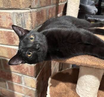 Allie -  Domestic Short Hair Cat for Adoption in Johnson City, Tennessee - Allie | PetCurious