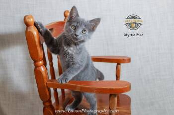 Domestic Short Hair Cats Available for Adoption in Riverside, California - Myrtle Mae | PetCurious