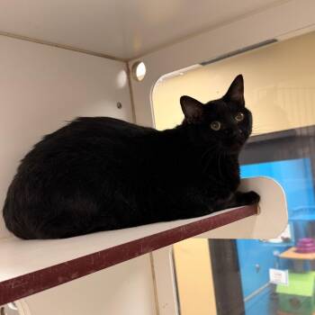 Crash -  Domestic Medium Hair Cat for Adoption in Cheyenne, Wyoming - Crash | PetCurious