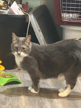 BiBi -  Domestic Short Hair Cat for Adoption in Rome, Georgia - BiBi | PetCurious