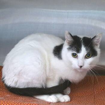 Domestic Short Hair Cats Available for Adoption in Fort Wayne, Indiana - Rhea | PetCurious