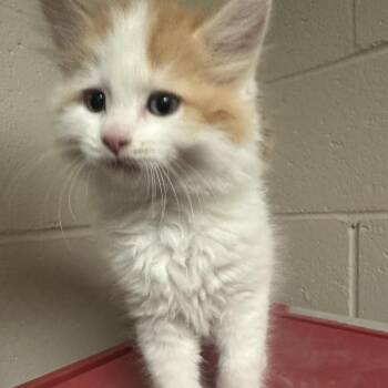 Honeysuckle -  Domestic Short Hair Cat for Adoption in South Haven, Michigan - Honeysuckle | PetCurious