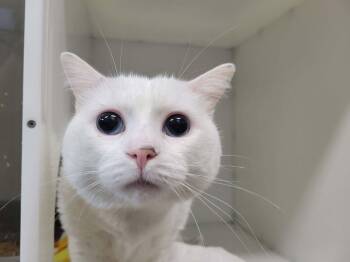 Prince -  Domestic Short Hair Cat for Adoption in Delson, Quebec - Prince | PetCurious