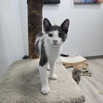 Kazooie -  Domestic Short Hair Cat for Adoption in Madison, Wisconsin - Kazooie | PetCurious