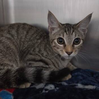 Madame -  Domestic Short Hair Cat for Adoption in Lakeland, Florida - Madame | PetCurious