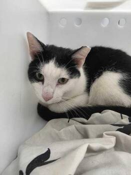 Mister Micer -  Domestic Short Hair Cat for Adoption in Sevierville, Tennessee - Mister Micer | PetCurious