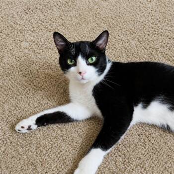 Domestic Short Hair Cats Available for Adoption in Lewisville, Texas - Oreo | PetCurious