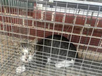 A658848 -  Domestic Short Hair Cat for Adoption in Houston, Texas - A658848 | PetCurious