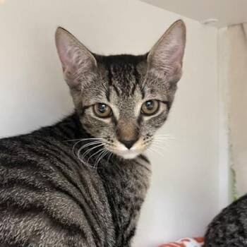 Domestic Short Hair Cats Available for Adoption in Honolulu, Hawaii - Moxie | PetCurious