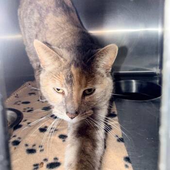 Domestic Short Hair Cats Available for Adoption - Harlow | PetCurious