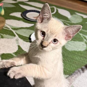 Sunrise -  Domestic Short Hair Cat for Adoption in Lakewood, California - Sunrise | PetCurious
