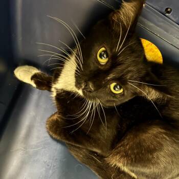 Angel -  Domestic Short Hair Cat for Adoption in Oak Park, Illinois - Angel | PetCurious