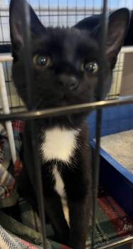 Rescue Domestic Short Hair Cats for Adoption in Moline, Illinois - Taps | PetCurious