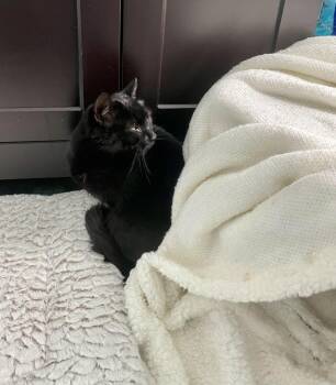 Domestic Short Hair Cats Available for Adoption - Lux | PetCurious