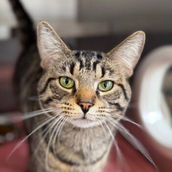 Domestic Short Hair Cats Available for Adoption in West Olive, Michigan - Fable | PetCurious