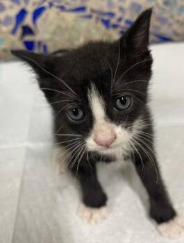 SHERLOCK -  Domestic Short Hair Cat for Adoption in Pensacola, Florida - SHERLOCK | PetCurious