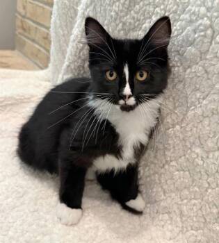 MITTENS -  Domestic Short Hair Cat for Adoption in Canfield, Ohio - MITTENS | PetCurious