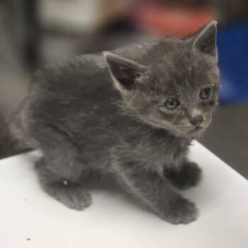 Leroy -  Domestic Short Hair Cat for Adoption in Wickenburg, Arizona - Leroy | PetCurious