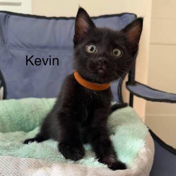 Kevin (brown collar) -  Domestic Short Hair Cat for Adoption in Chilliwack, British Columbia - Kevin (brown Collar) | PetCurious