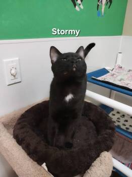 Stormy -  Domestic Short Hair Cat for Adoption in Temple, Pennsylvania - Stormy | PetCurious