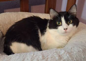 Dallas - Mom of Austin -  Domestic Medium Hair and Maine Coon Cat for Adoption - Dallas - Mom Of Austin | PetCurious