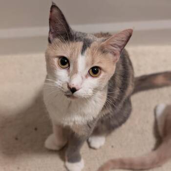 Domestic Short Hair Cats Available for Adoption in Harrisonburg, Virginia - Minerva | PetCurious