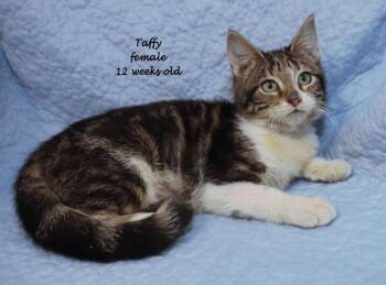 Taffy -  Tabby Cat for Adoption in Euclid, Ohio - Taffy | PetCurious