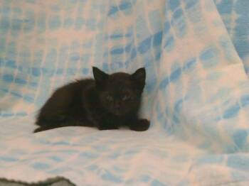 Rescue Domestic Short Hair Cats for Adoption in Sacramento, California - A899221 | PetCurious