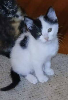 Rescue Domestic Short Hair Cats for Adoption in West Palm Beach, Florida - Chili | PetCurious