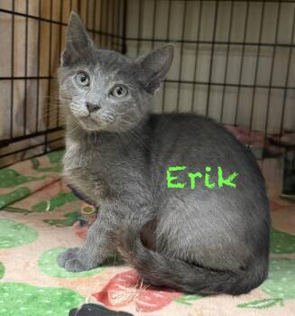 Domestic Short Hair Cats Available for Adoption in Pawleys Island, South Carolina - Erik | PetCurious