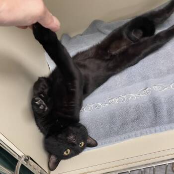 Butters -  Domestic Short Hair Cat for Adoption in Springboro, Ohio - Butters | PetCurious