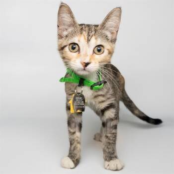 Rescue Domestic Short Hair Cats for Adoption in St. Louis, Missouri - FLO | PetCurious