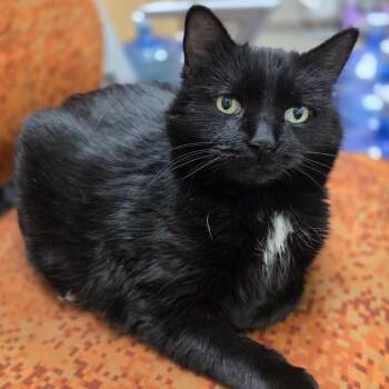 Domestic Short Hair Cats Available for Adoption in Oshkosh, Wisconsin - Toes - Super Sweet Senior Girl! | PetCurious