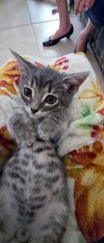 Odie -  Tabby Cat Available for Adoption in Magnolia Springs, Alabama - Odie | PetCurious