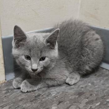 Smokey -  Russian Blue Cat for Adoption in Georgetown, Kentucky - Smokey | PetCurious