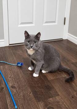 Vinny -  Domestic Short Hair Cat for Adoption in Spencerville, Ontario - Vinny | PetCurious