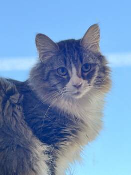 Mirabelle -  Domestic Medium Hair Cat for Adoption in Okanogan, Washington - Mirabelle | PetCurious
