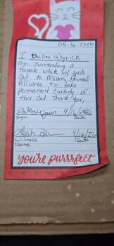 Domestic Long Hair Cats Available for Adoption in Miami, Oklahoma - Beauty Queen | PetCurious