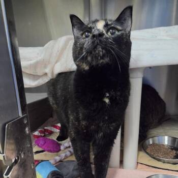Dixcie -  Domestic Short Hair Cat for Adoption in Walker, Michigan - Dixcie | PetCurious