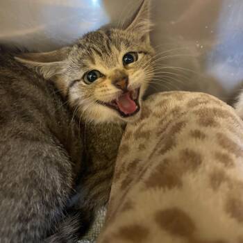 Domestic Short Hair Cats Available for Adoption - Chile | PetCurious