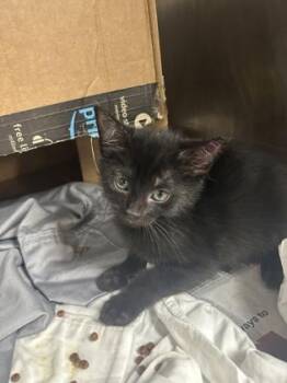 Domestic Short Hair Cats Available for Adoption in Largo, Florida - Brussell - Pink | PetCurious