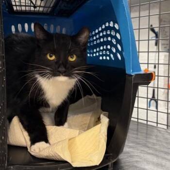 Wilson -  Domestic Short Hair Cat for Adoption in New York, New York - Wilson | PetCurious