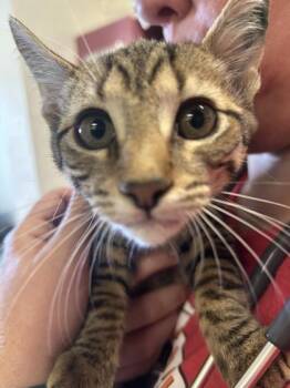 Bergen -  Domestic Short Hair Cat for Adoption in Largo, Florida - Bergen | PetCurious
