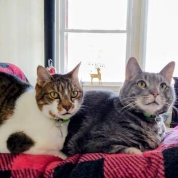 Domestic Short Hair Cats Available for Adoption in Lakewood, Colorado - Blue | PetCurious