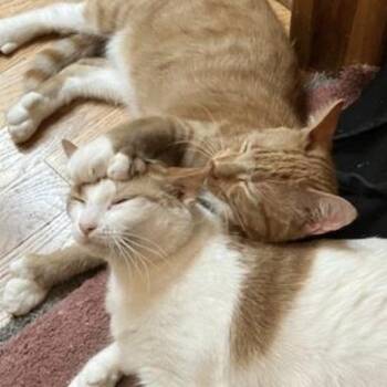 Rescue Domestic Short Hair Cats for Adoption in Minneapolis, Minnesota - Gemma & Benny (Bonded Pair) | PetCurious
