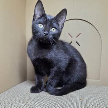 Hawk (Pre-adoption) -  Domestic Short Hair Cat for Adoption in Chilliwack, British Columbia - Hawk (Pre-adoption) | PetCurious