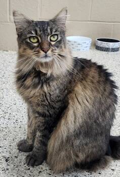 Rescue Domestic Medium Hair Cats for Adoption in Little Rock, Arkansas - Minnie | PetCurious