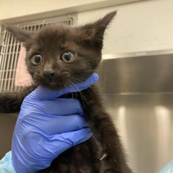 Domestic Short Hair Cats Available for Adoption in Los Angeles, California - Fish | PetCurious