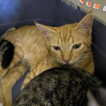 Basketball -  Domestic Short Hair Cat for Adoption in Columbia, Missouri - Basketball | PetCurious