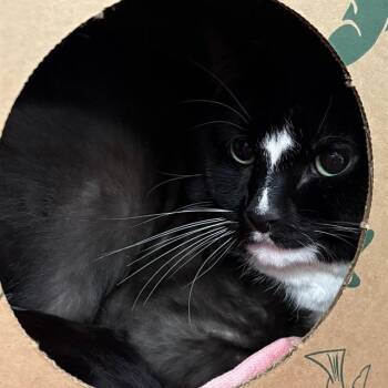 PHILLIP -  Domestic Short Hair Cat for Adoption in St. Louis, Missouri - PHILLIP | PetCurious